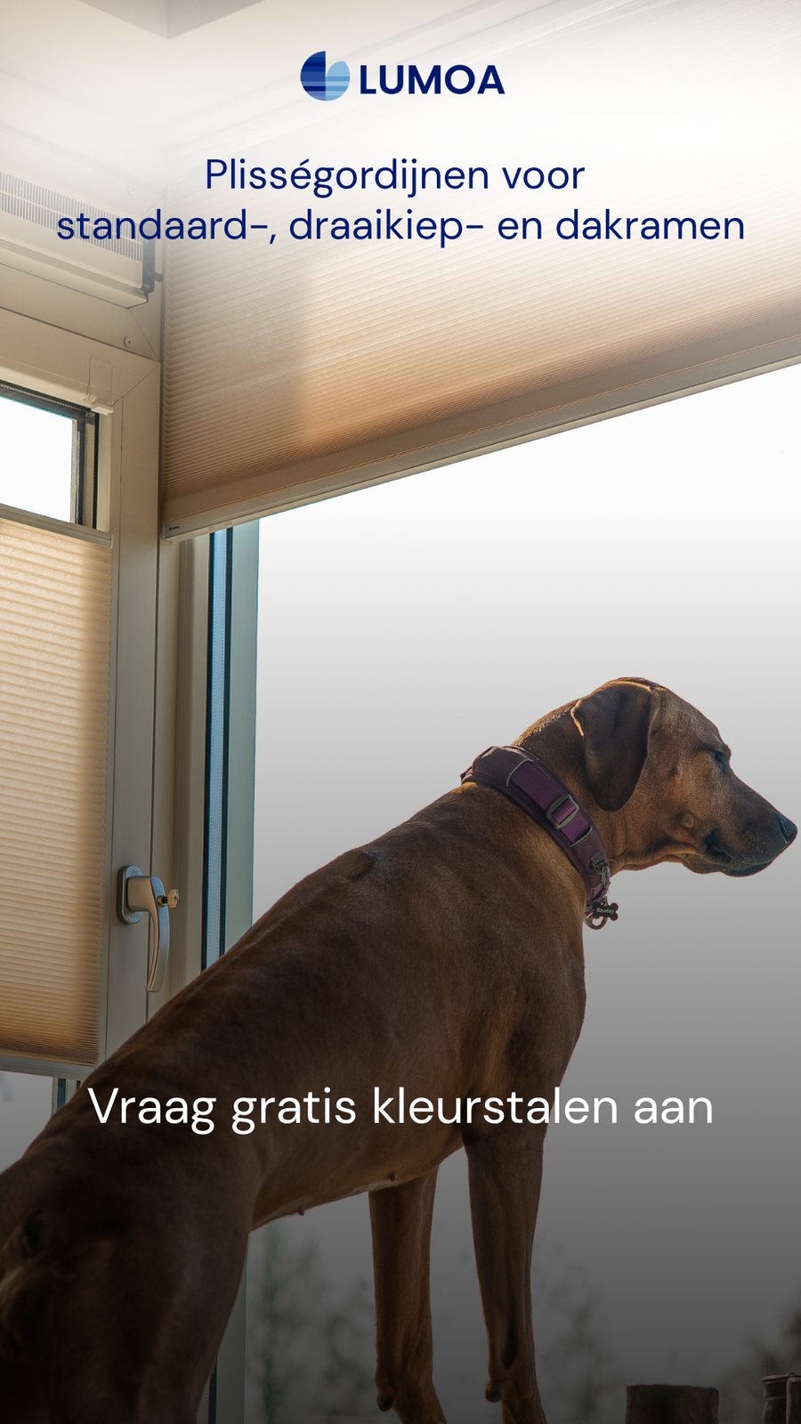 Advertentie Lumoa